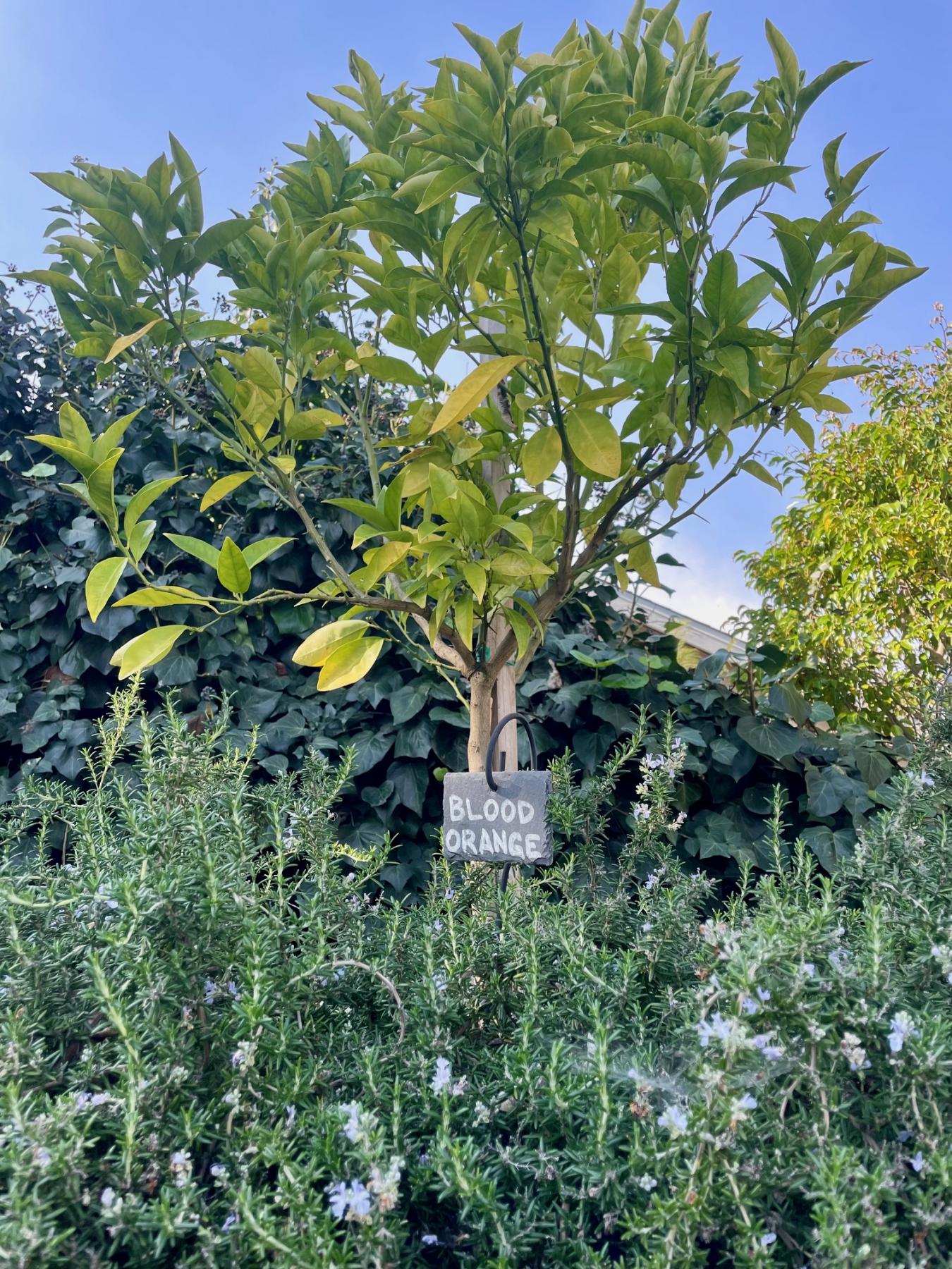 3327 Bennett Dr., Los Angeles, CA, 90068, United States, 5 Bedrooms Bedrooms, ,4 BathroomsBathrooms,Residential,For Sale,3327 Bennett Dr.,1459581