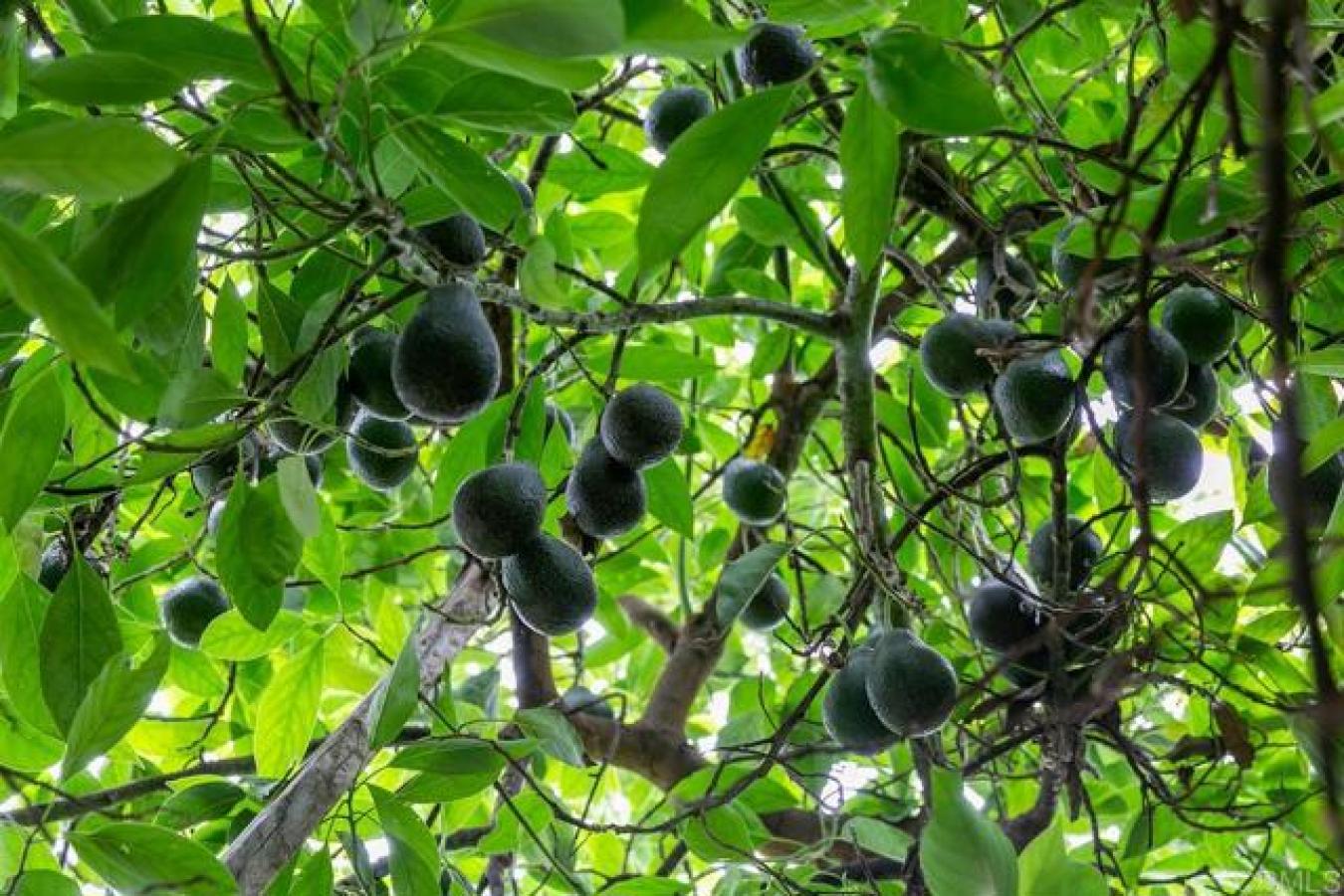 17303 HWY 76, Pauma Valley, California, 92061, United States, ,Residential,For Sale,17303 HWY 76,1466409