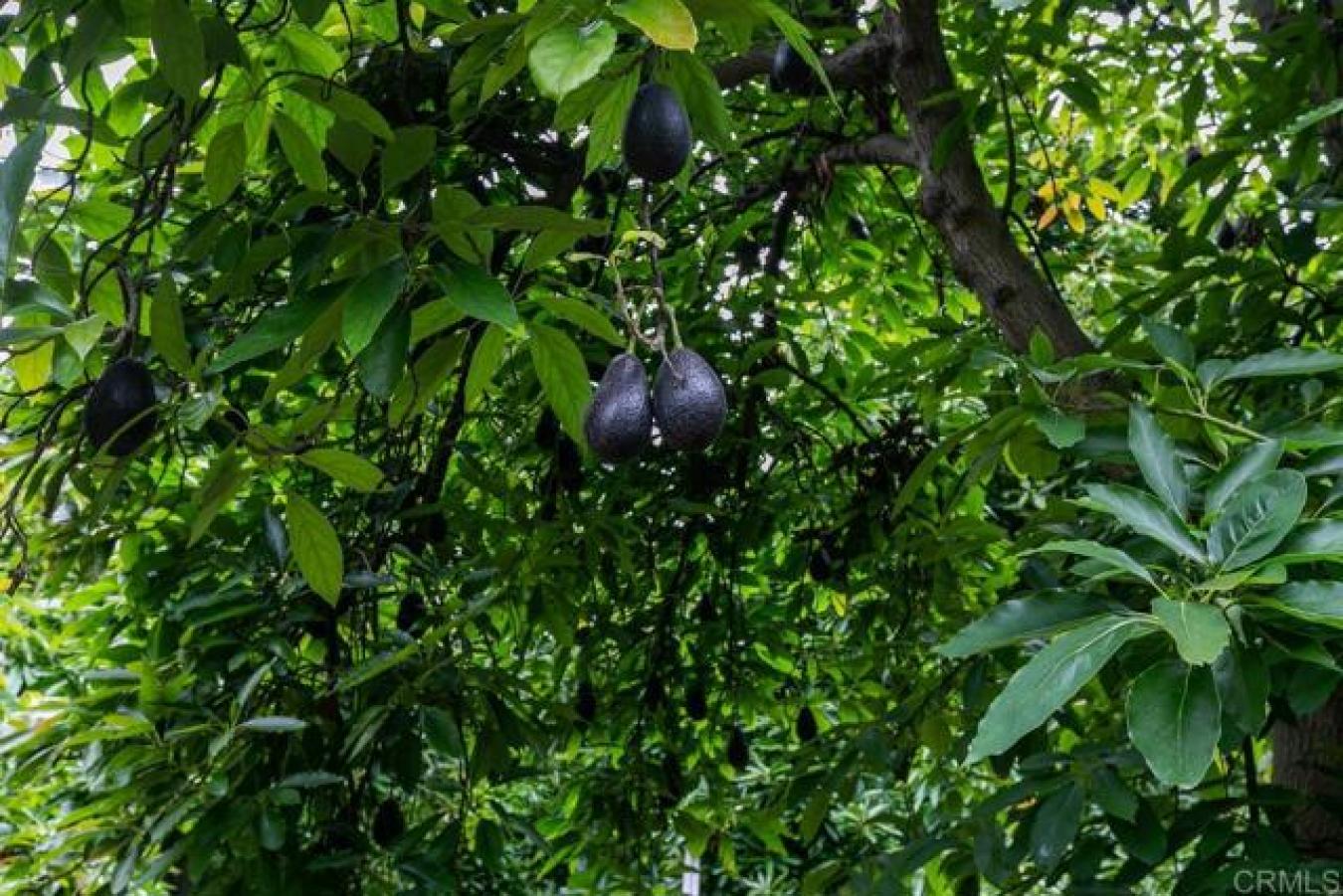 17303 HWY 76, Pauma Valley, California, 92061, United States, ,Residential,For Sale,17303 HWY 76,1466409