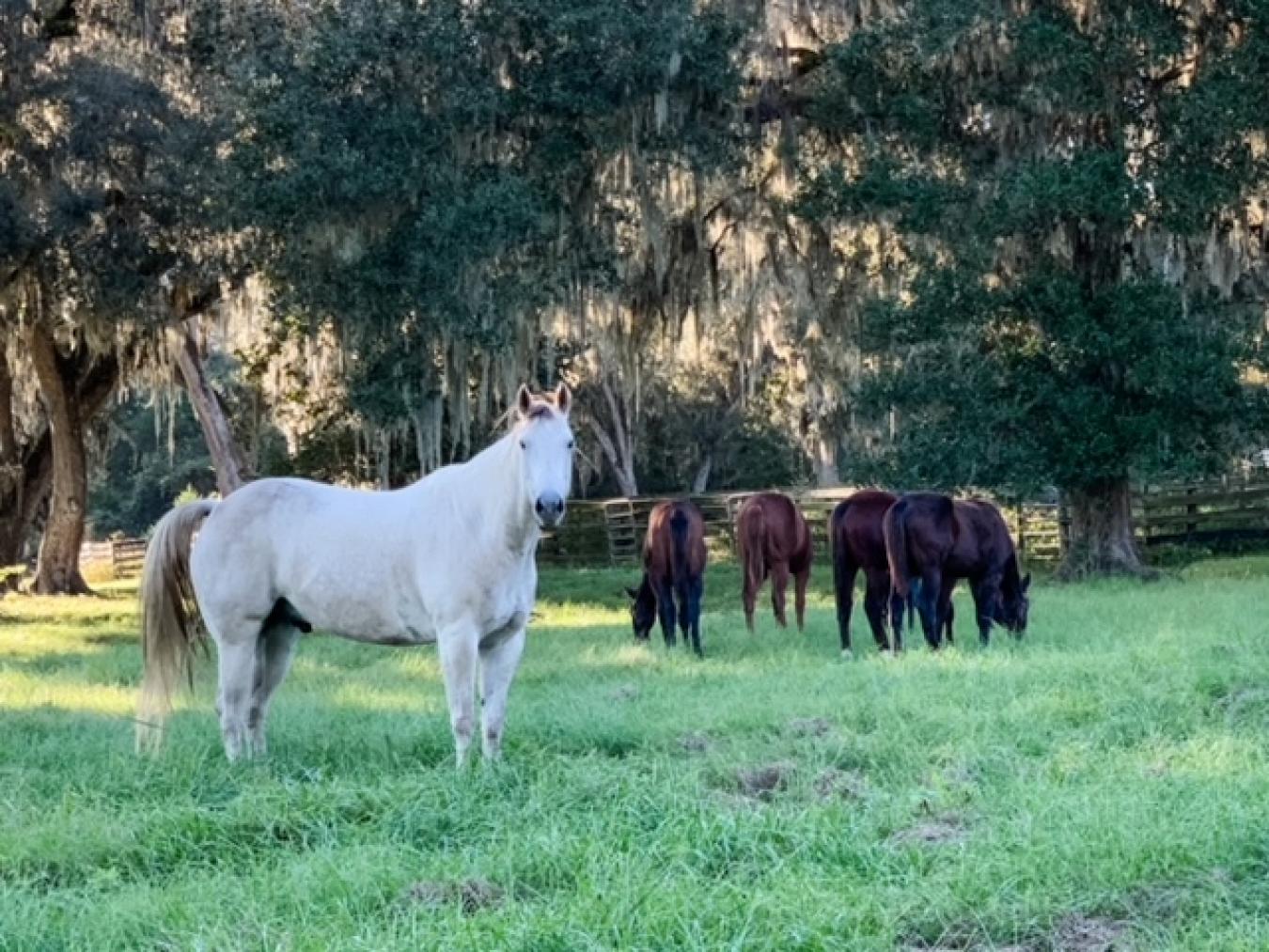 12275 W Highway 318, Reddick, Florida, 32686, United States, 5 Bedrooms Bedrooms, ,4 BathroomsBathrooms,Residential,For Sale,12275 W Highway 318,1598580