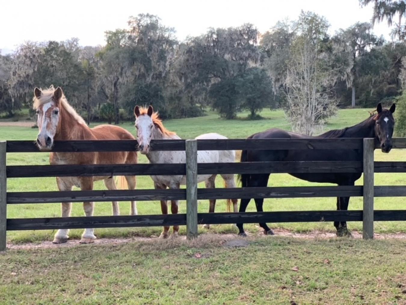 12275 W Highway 318, Reddick, Florida, 32686, United States, 5 Bedrooms Bedrooms, ,4 BathroomsBathrooms,Residential,For Sale,12275 W Highway 318,1598580