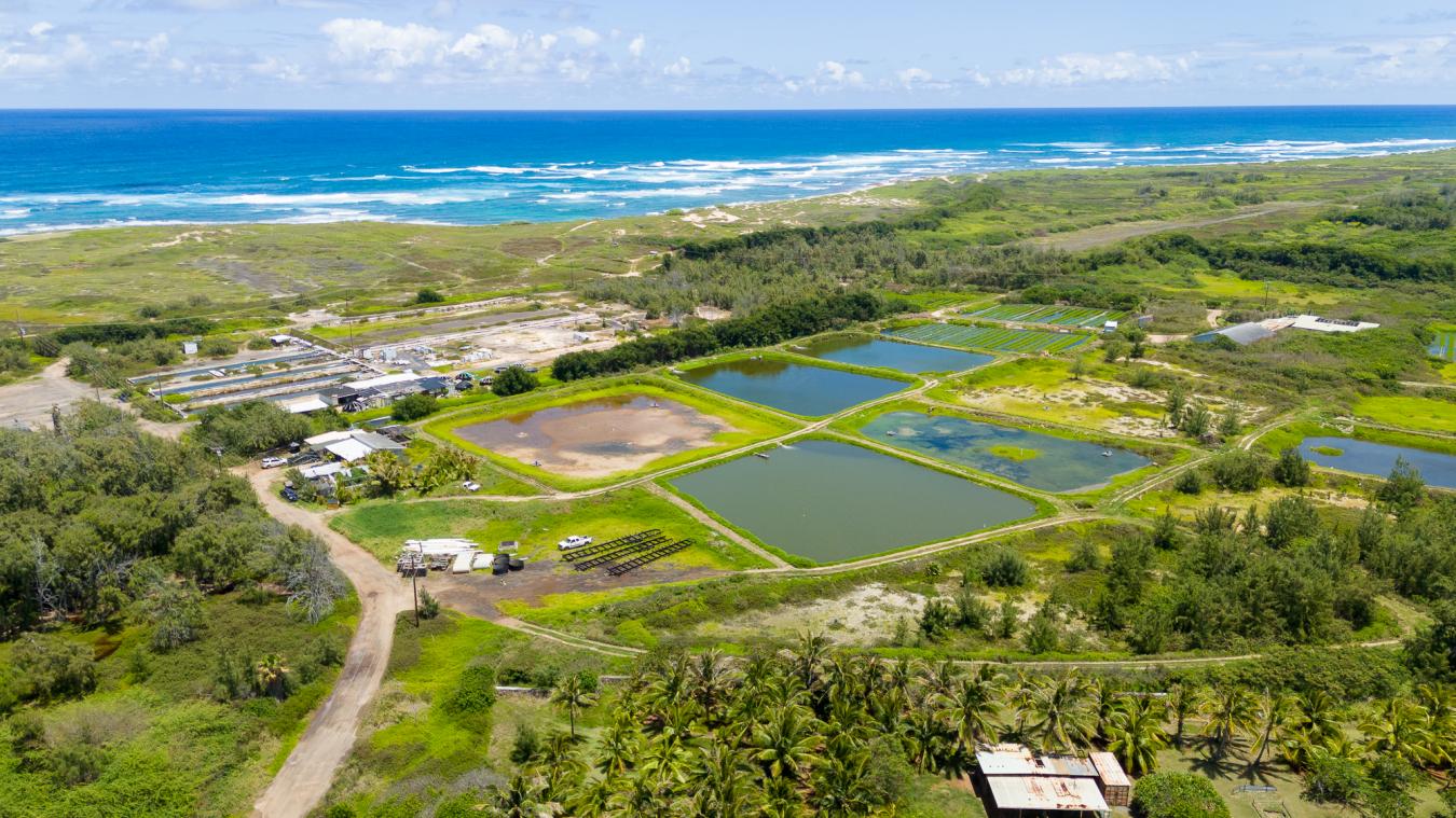 56-1081 Kamehameha Hwy, Kahuku, Hawaii, 96731, United States, ,Residential,For Sale,56-1081 Kamehameha Hwy,1492478