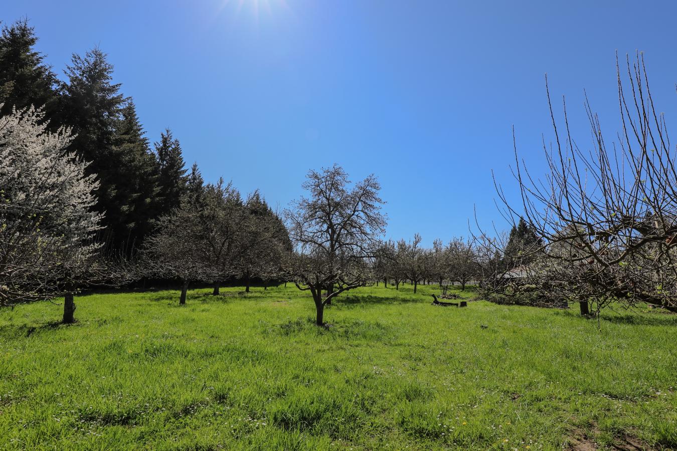 1313 Quail Ln, Roseburg, Oregon, 97471, United States, 3 Bedrooms Bedrooms, ,2 BathroomsBathrooms,Residential,For Sale,1313 Quail Ln,1513232