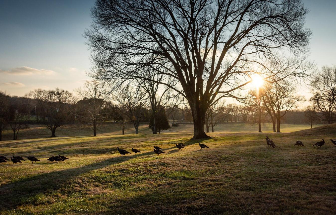 9237 Nina Court, Brentwood, TN, 37027, United States, ,Residential,For Sale,9237 Nina Court,1518796