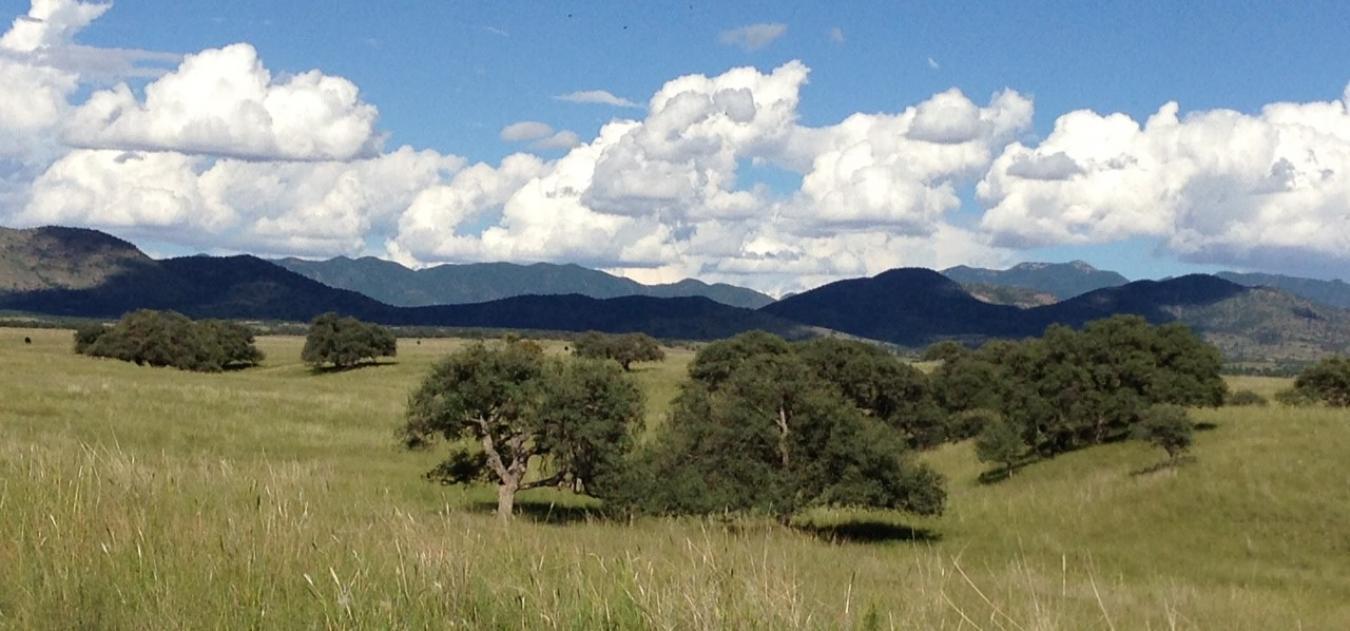 TBD Forest Road 4748, Patagonia, AZ, 85624, United States, 2 Bedrooms Bedrooms, ,3 BathroomsBathrooms,Residential,For Sale,TBD Forest Road 4748,1581075