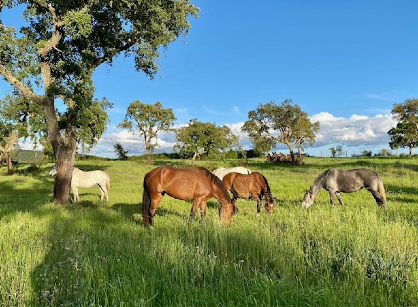 Rua Principal, Santerem, 2005-145, Portugal, 5 Bedrooms Bedrooms, ,7 BathroomsBathrooms,Residential,For Sale,Rua Principal,1636690