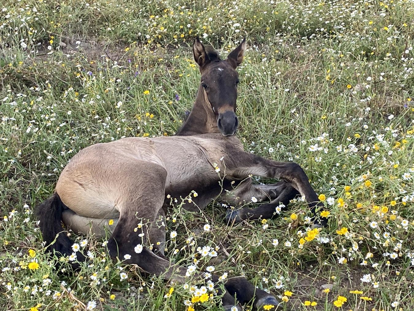 Rua Principal, Santerem, 2005-145, Portugal, 5 Bedrooms Bedrooms, ,7 BathroomsBathrooms,Residential,For Sale,Rua Principal,1636690