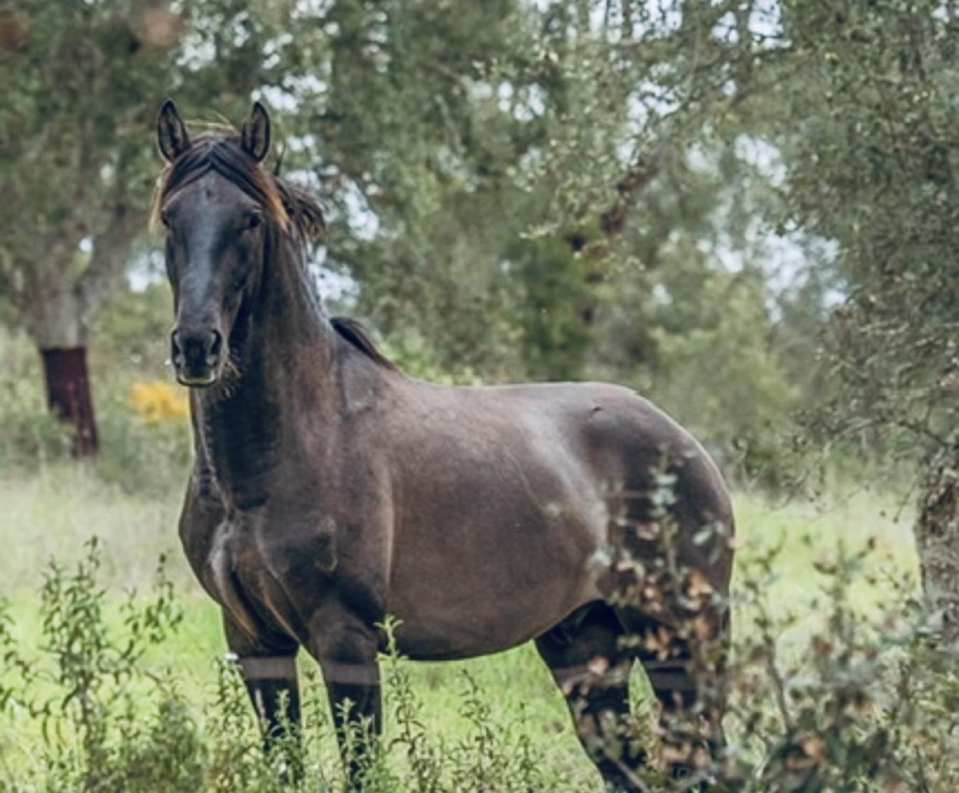 Rua Principal, Santerem, 2005-145, Portugal, 5 Bedrooms Bedrooms, ,7 BathroomsBathrooms,Residential,For Sale,Rua Principal,1636690