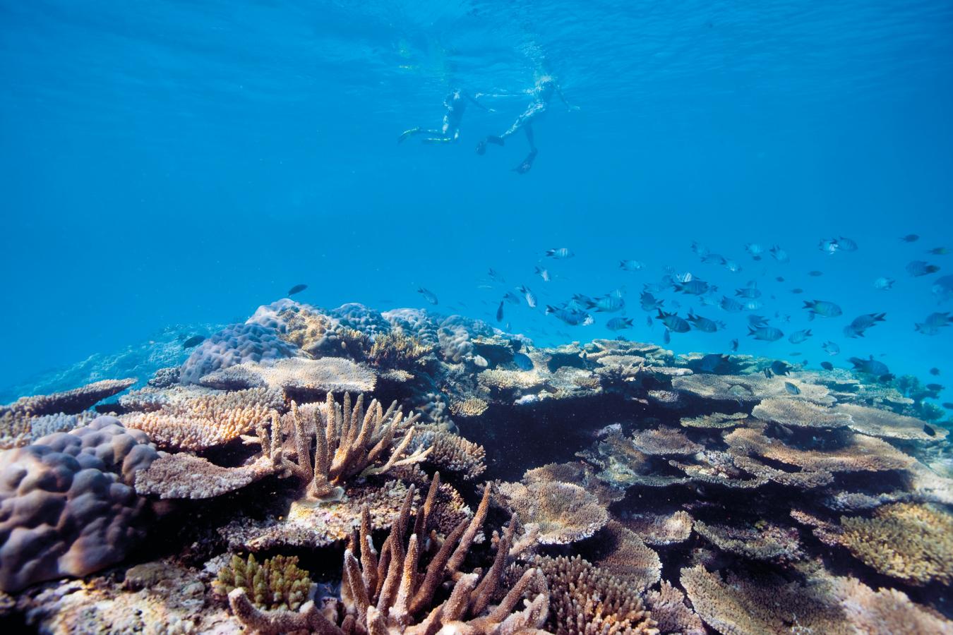Great Barrier Reef, QLD, 4703, Australia, 34 Bedrooms Bedrooms, ,12 BathroomsBathrooms,Residential,For Sale,1834235