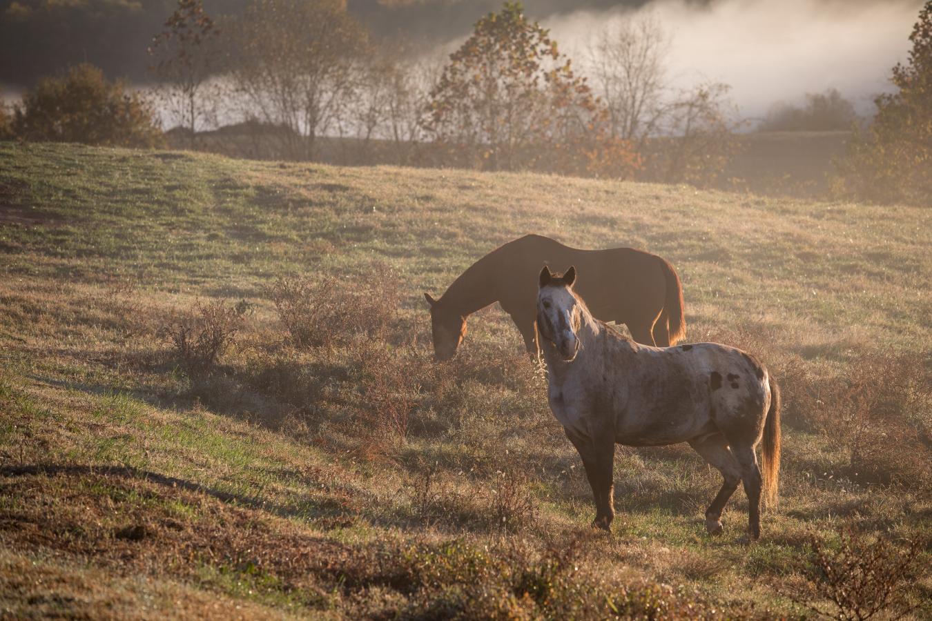 2427 S Blue Ridge Tpke, Rochelle, VA, 22738, United States, 4 Bedrooms Bedrooms, ,3 BathroomsBathrooms,Residential,For Sale,2427 S Blue Ridge Tpke,1687790