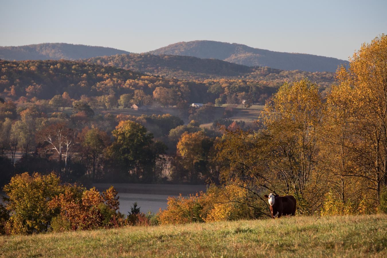 2427 S Blue Ridge Tpke, Rochelle, VA, 22738, United States, 4 Bedrooms Bedrooms, ,3 BathroomsBathrooms,Residential,For Sale,2427 S Blue Ridge Tpke,1687790