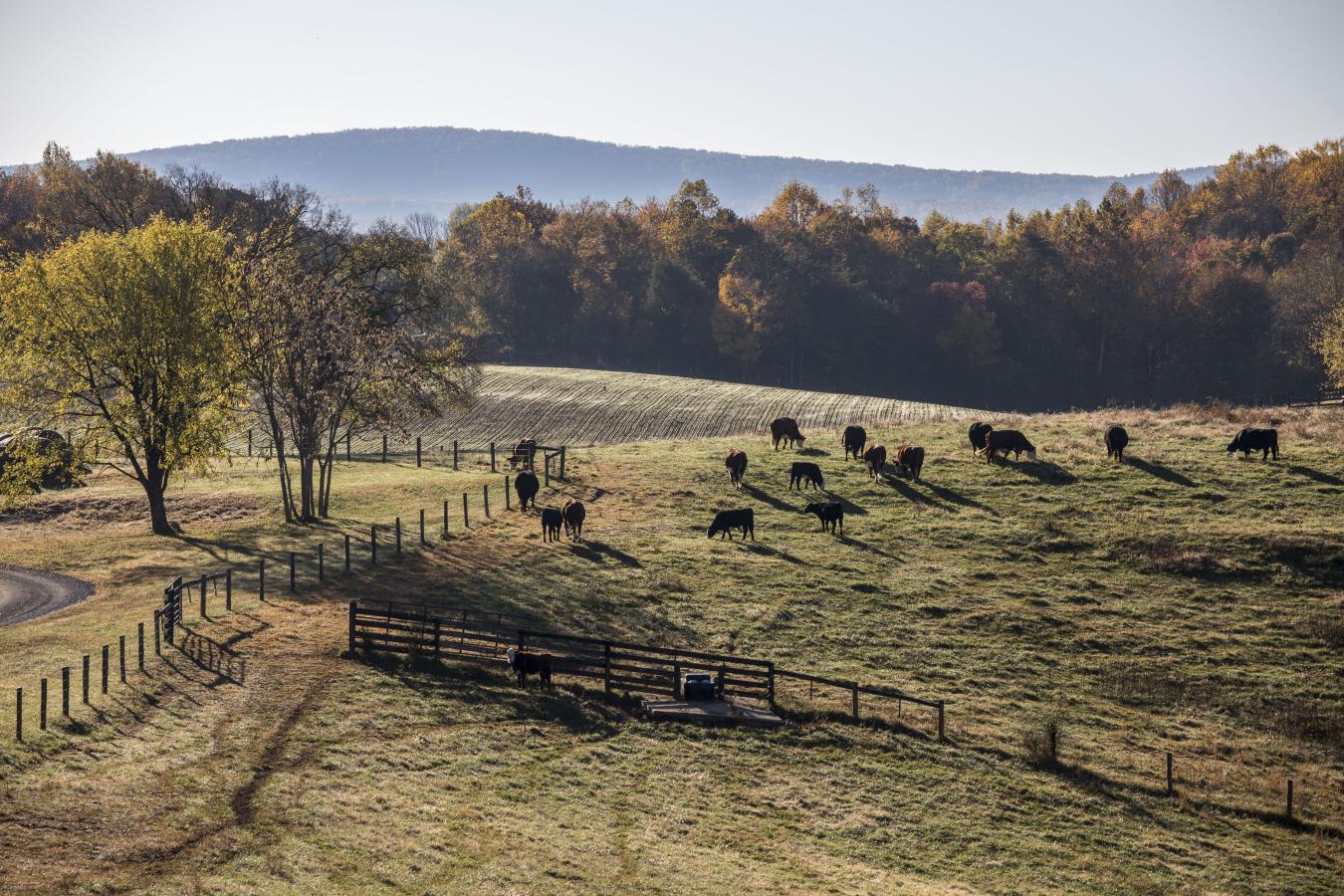 2427 S Blue Ridge Tpke, Rochelle, VA, 22738, United States, 4 Bedrooms Bedrooms, ,3 BathroomsBathrooms,Residential,For Sale,2427 S Blue Ridge Tpke,1687790