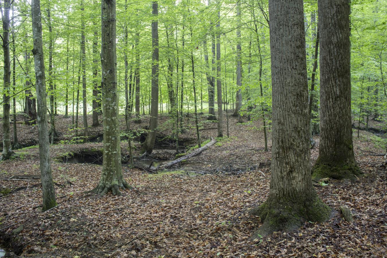 2427 S Blue Ridge Tpke, Rochelle, VA, 22738, United States, 4 Bedrooms Bedrooms, ,3 BathroomsBathrooms,Residential,For Sale,2427 S Blue Ridge Tpke,1687790