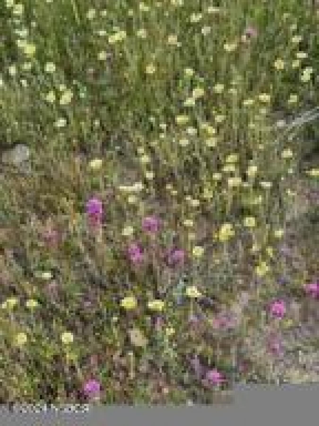 100 Usable Acres with Endless Potential in New Cuyama! Discover the ul – image 6