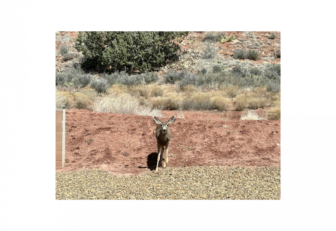 Springdale, Washington, 84767, United States, 1 Bedroom Bedrooms, ,2 BathroomsBathrooms,Residential,For Sale,1869012