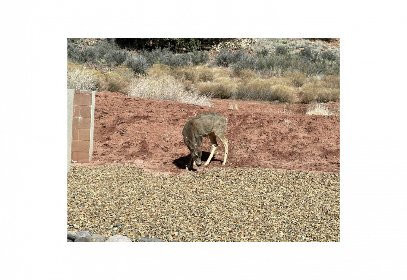 Springdale, Washington, 84767, United States, 1 Bedroom Bedrooms, ,2 BathroomsBathrooms,Residential,For Sale,1869012