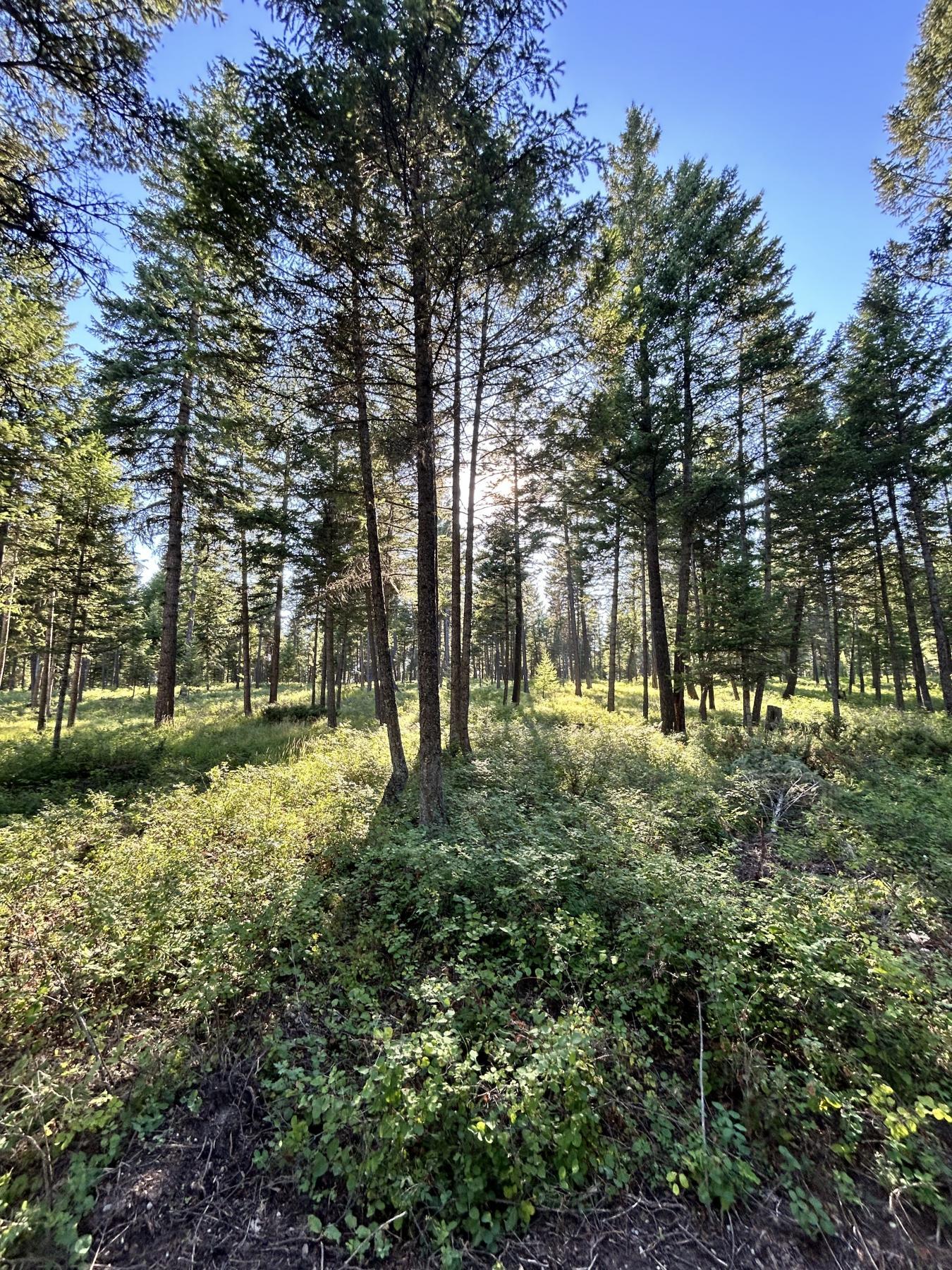 Whitefish, Montana, 59937, United States, ,Residential,For Sale,1927592