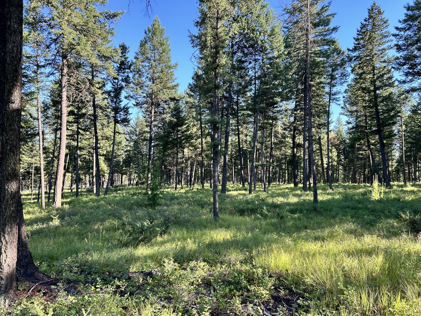 Whitefish, Montana, 59937, United States, ,Residential,For Sale,1927592