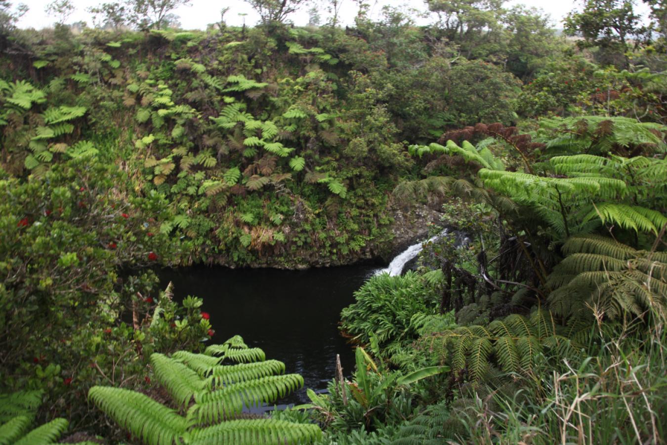 Honokaa, Hawaii, 96727, United States, ,Residential,For Sale,1945156