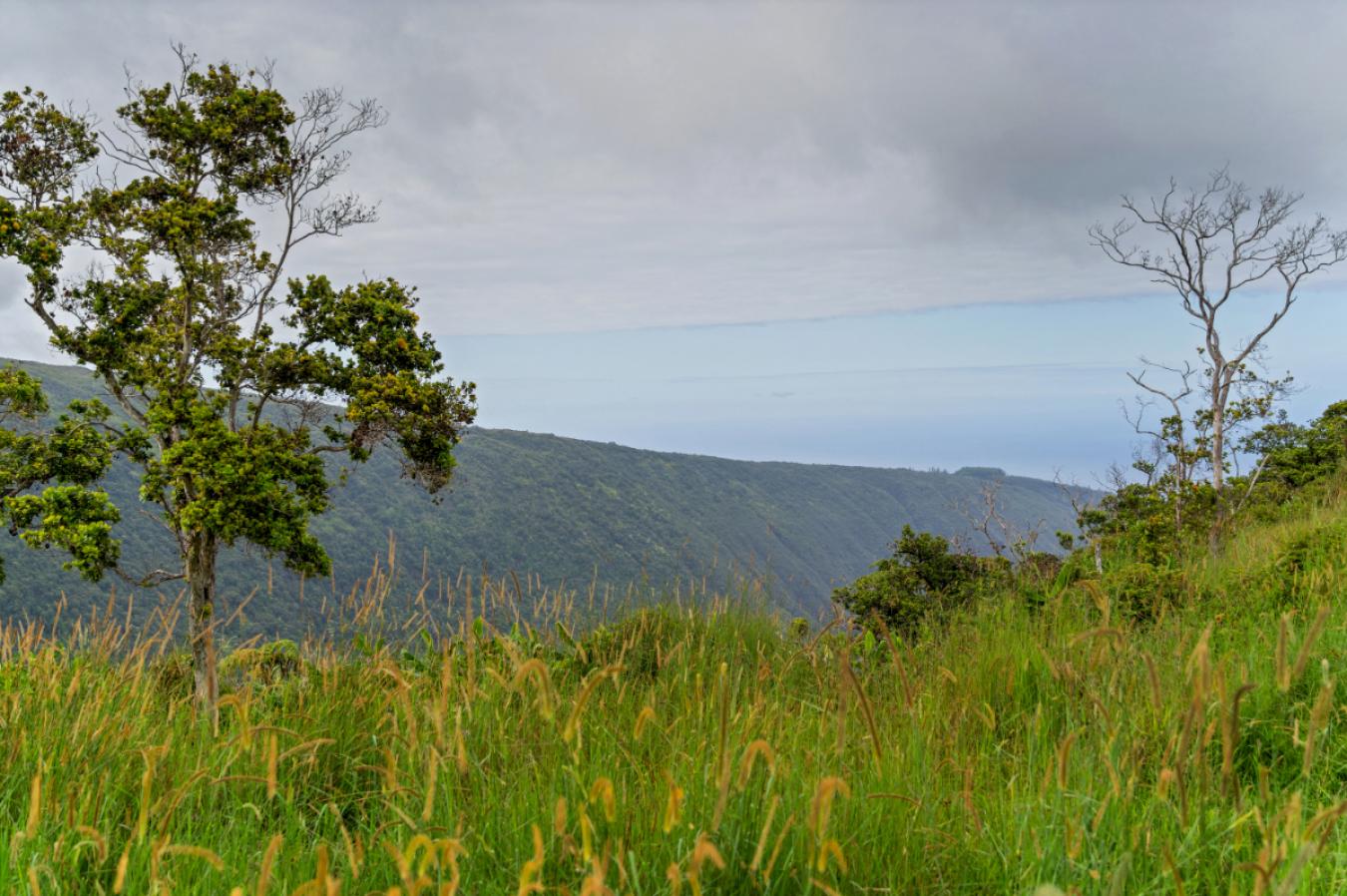 Honokaa, Hawaii, 96727, United States, ,Residential,For Sale,1945156