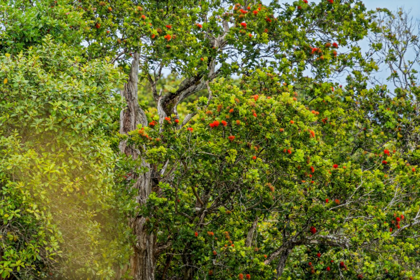 Honokaa, Hawaii, 96727, United States, ,Residential,For Sale,1945156