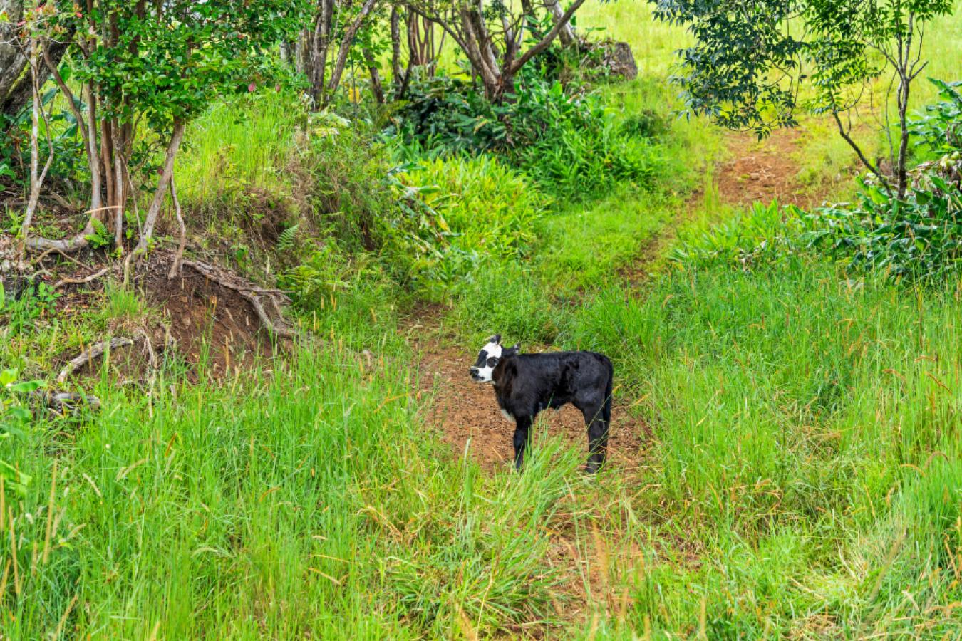 Honokaa, Hawaii, 96727, United States, ,Residential,For Sale,1945156