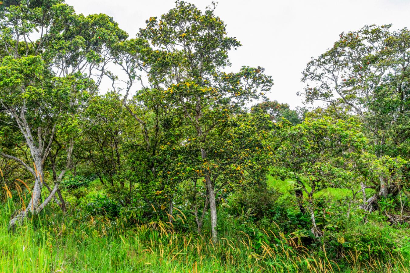 Honokaa, Hawaii, 96727, United States, ,Residential,For Sale,1945156