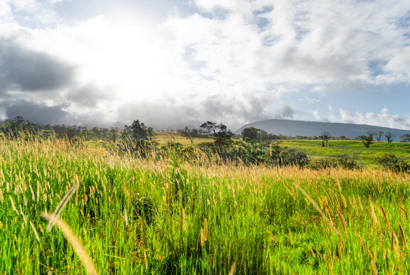 Honokaa, Hawaii, 96727, United States, ,Residential,For Sale,1945156