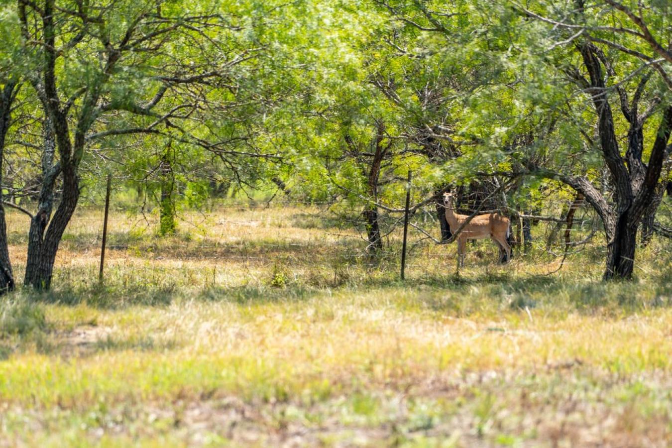 Fredericksburg, Gillespie, 78624, United States, ,Residential,For Sale,1945677