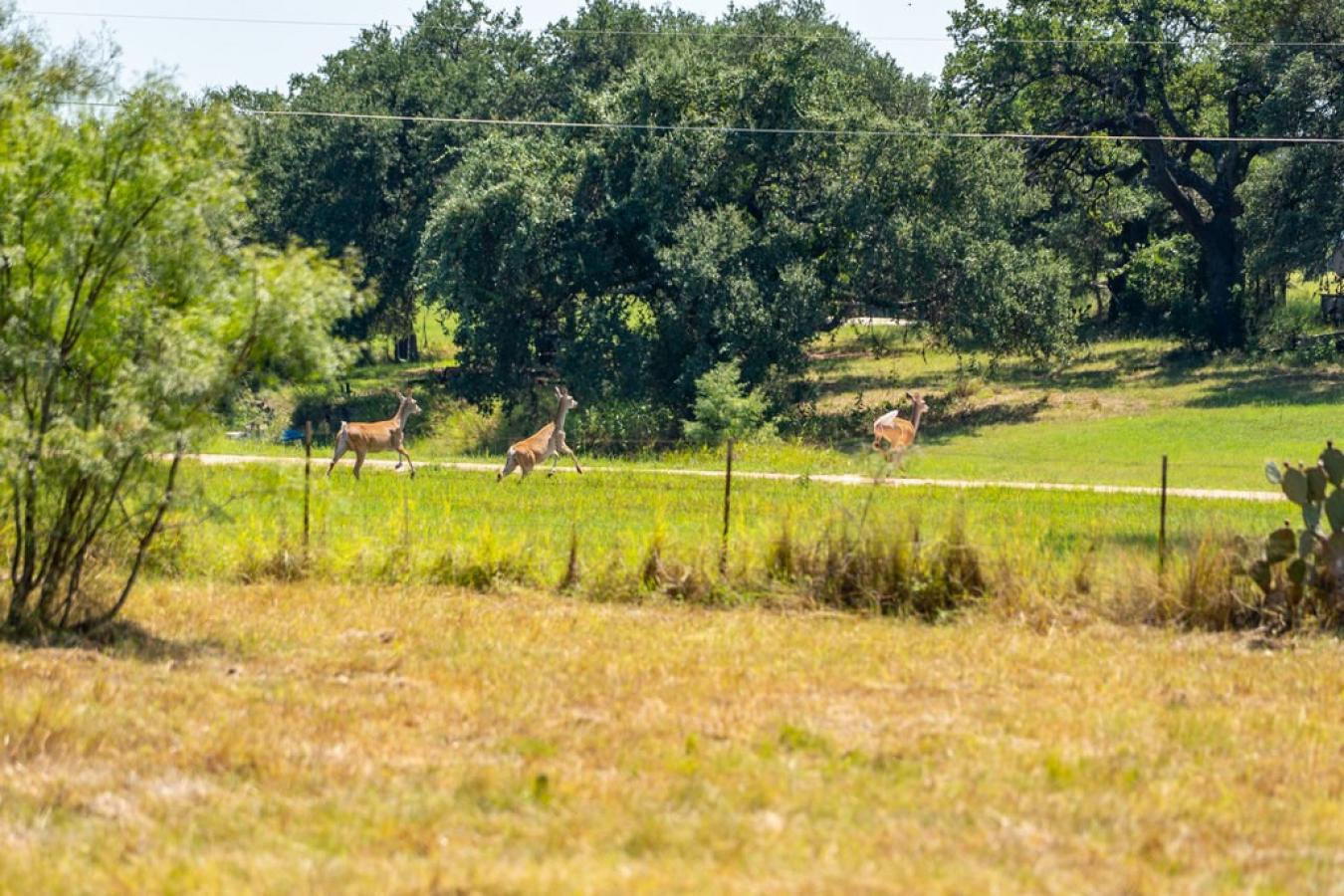 Fredericksburg, Gillespie, 78624, United States, ,Residential,For Sale,1945677