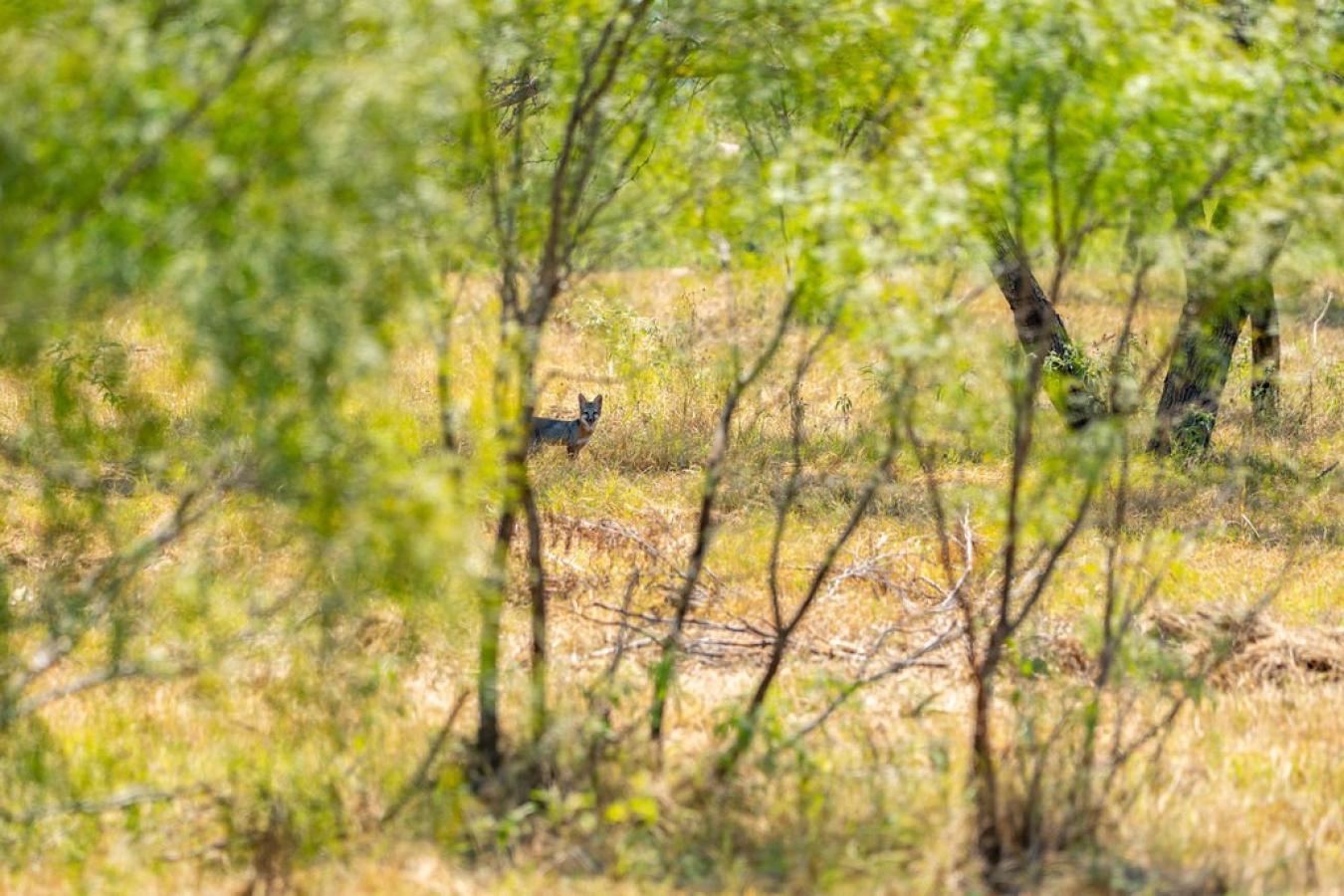 Fredericksburg, Gillespie, 78624, United States, ,Residential,For Sale,1945677