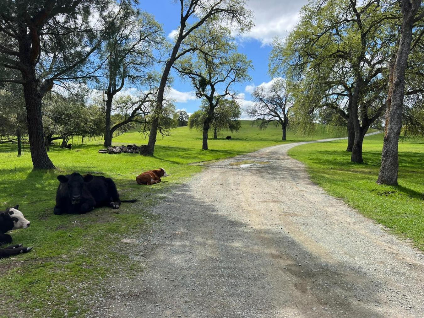 Wallace, Calaveras, 95354, United States, 3 Bedrooms Bedrooms, ,2 BathroomsBathrooms,Residential,For Sale,1954344