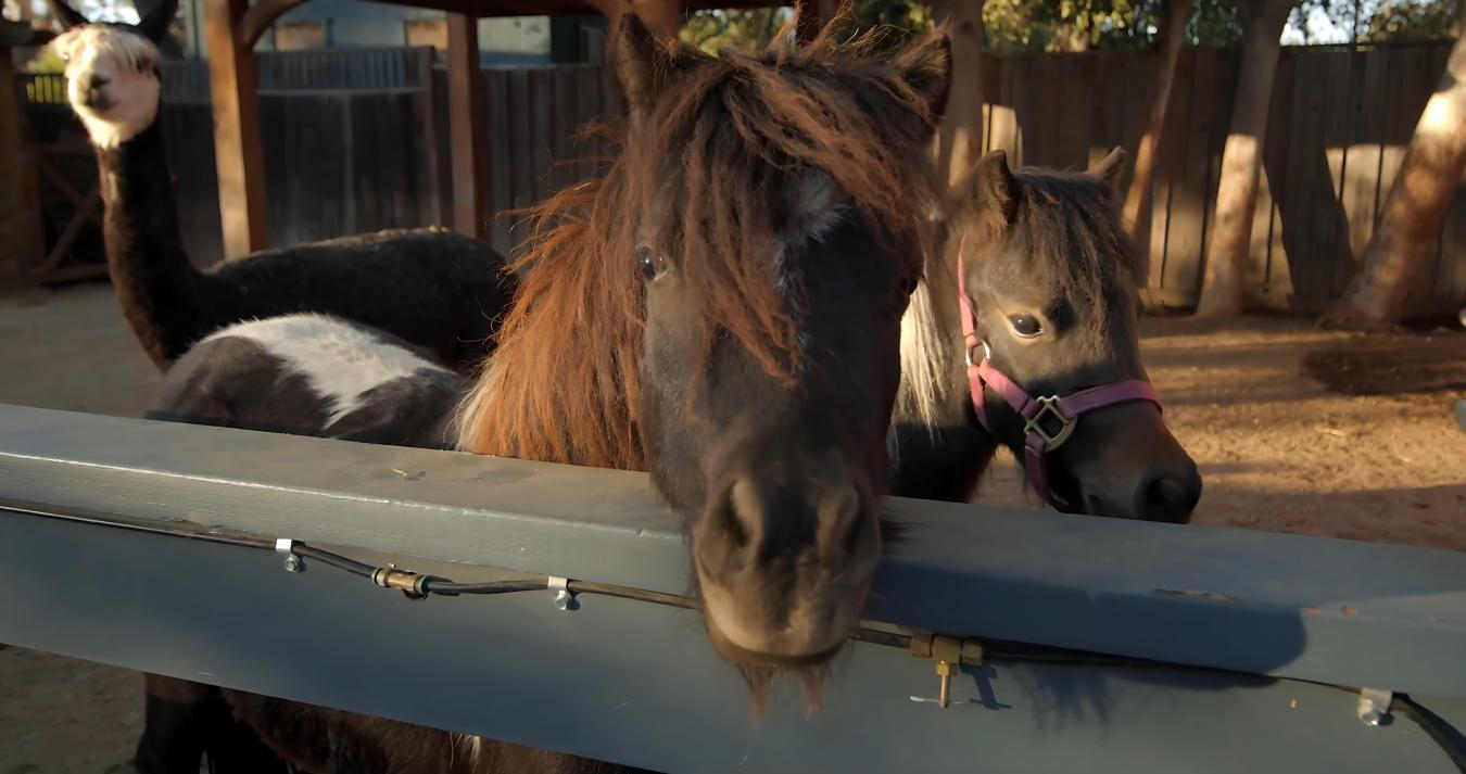 Encino, California, 91316, United States, 12 Bedrooms Bedrooms, ,17 BathroomsBathrooms,Residential,For Sale,1987123