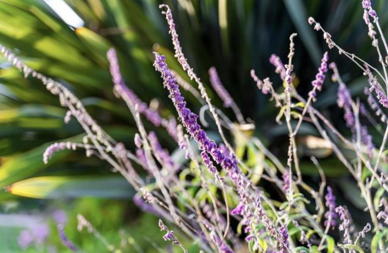 Encinitas, San Diego, 92024, United States, 4 Bedrooms Bedrooms, ,2 BathroomsBathrooms,Residential,For Sale,1992608