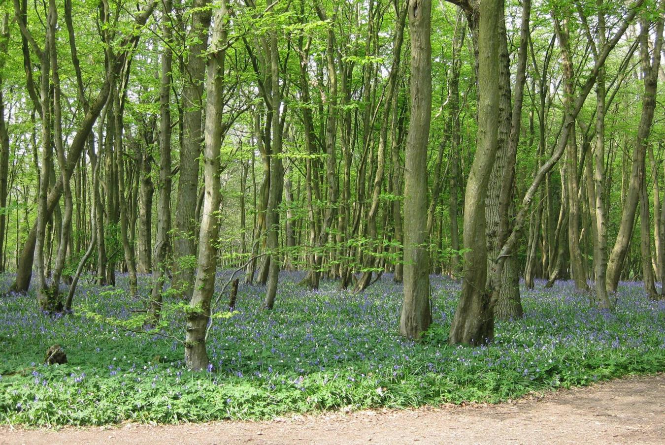 Sag Harbor, New York, 11963, United States, ,Residential,For Sale,2003676