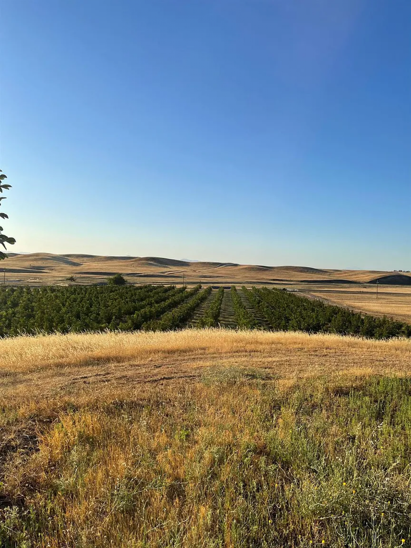0 Butte Mountain Road, Corning, California, 96021, United States, ,Residential,For Sale,0 Butte Mountain Road,1243114